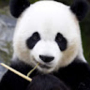 Meet your Posher, Bennett